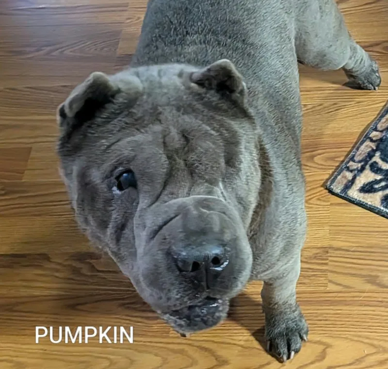 PUMPKIN  Bio coming thumbnail 2