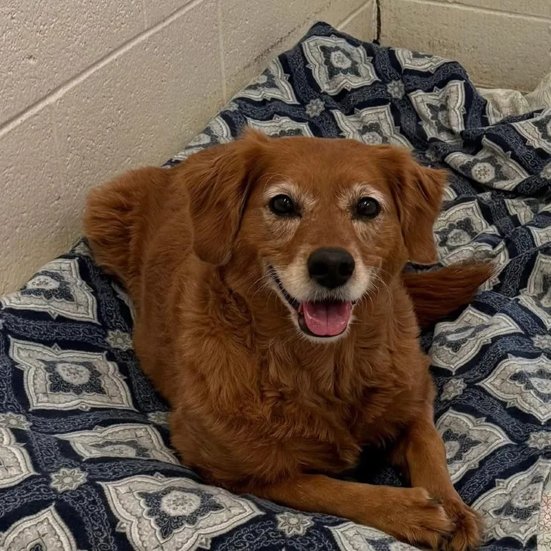 An adult medium-sized female Red / Chestnut / Orange Golden Retriever dog named Winnie for adoption in Quakertown, PA