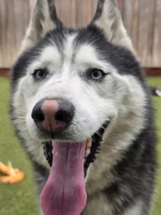 Nanook
