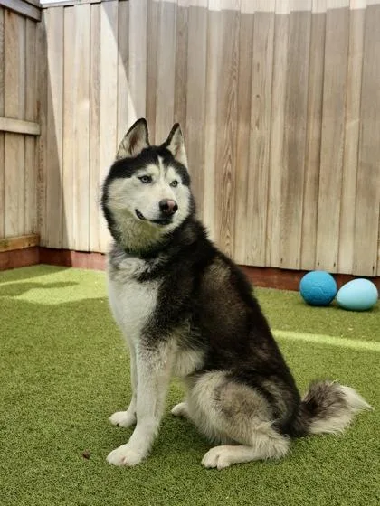Nanook thumbnail 2