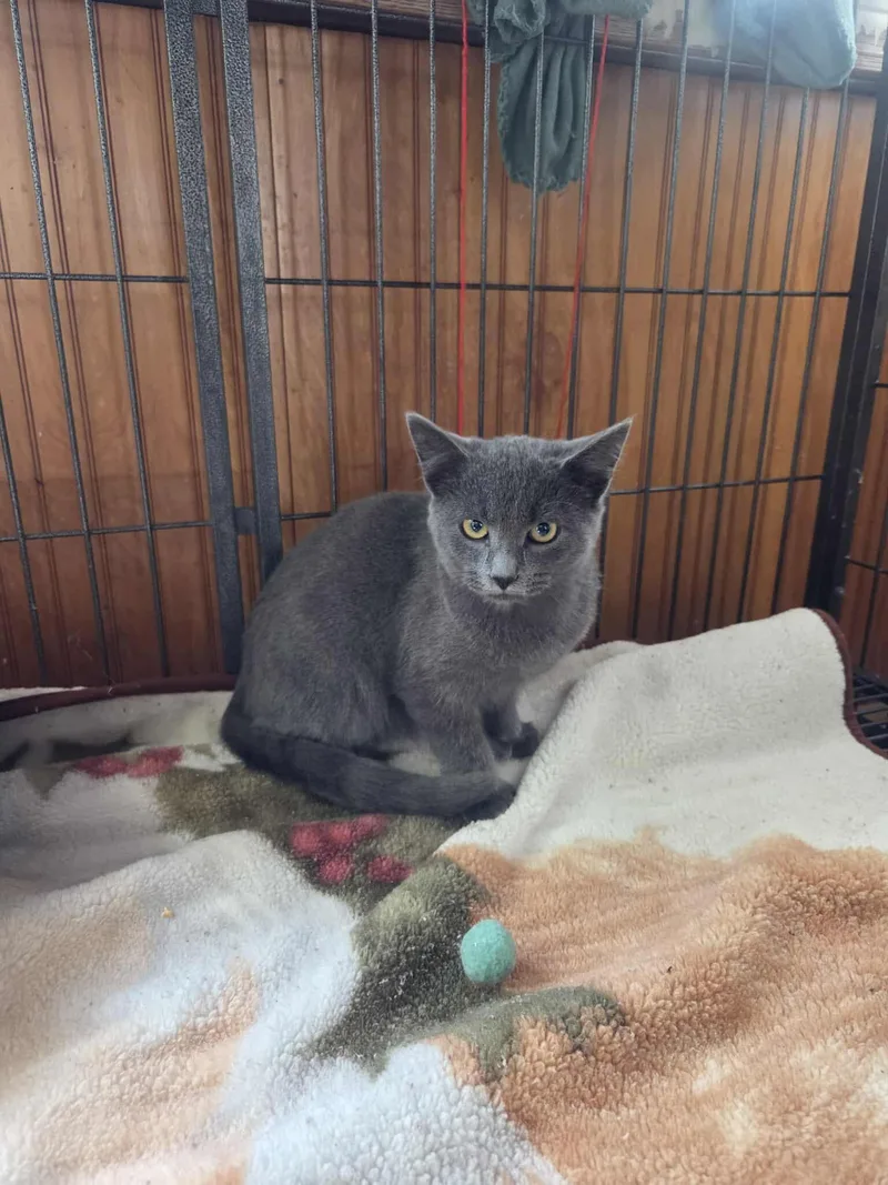 Paris Shyla thumbnail 2