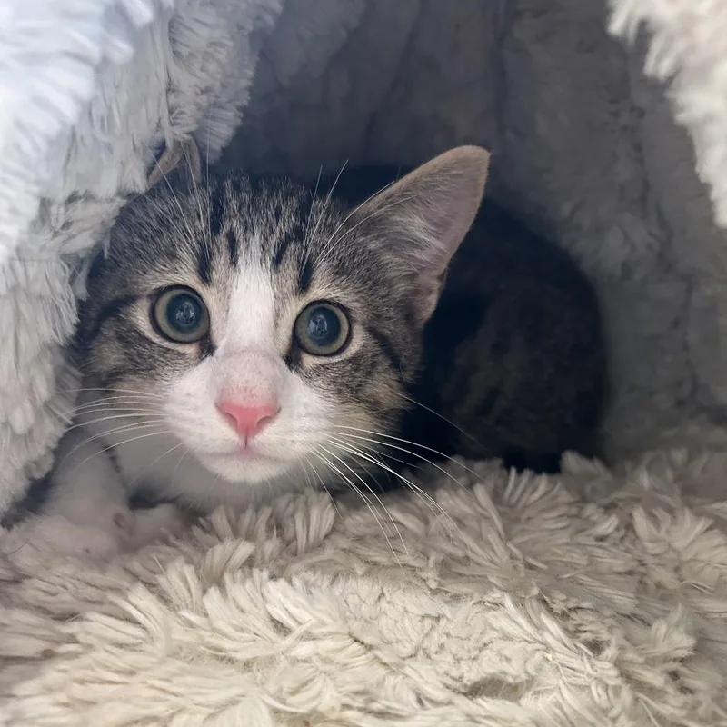A young small-sized male Brown / Chocolate Domestic Short Hair cat named Sweetheart for adoption in Leander, TX