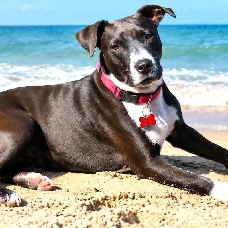 An adult medium-sized female Black Pit Bull Terrier dog named Vanna for adoption in Burton, MI