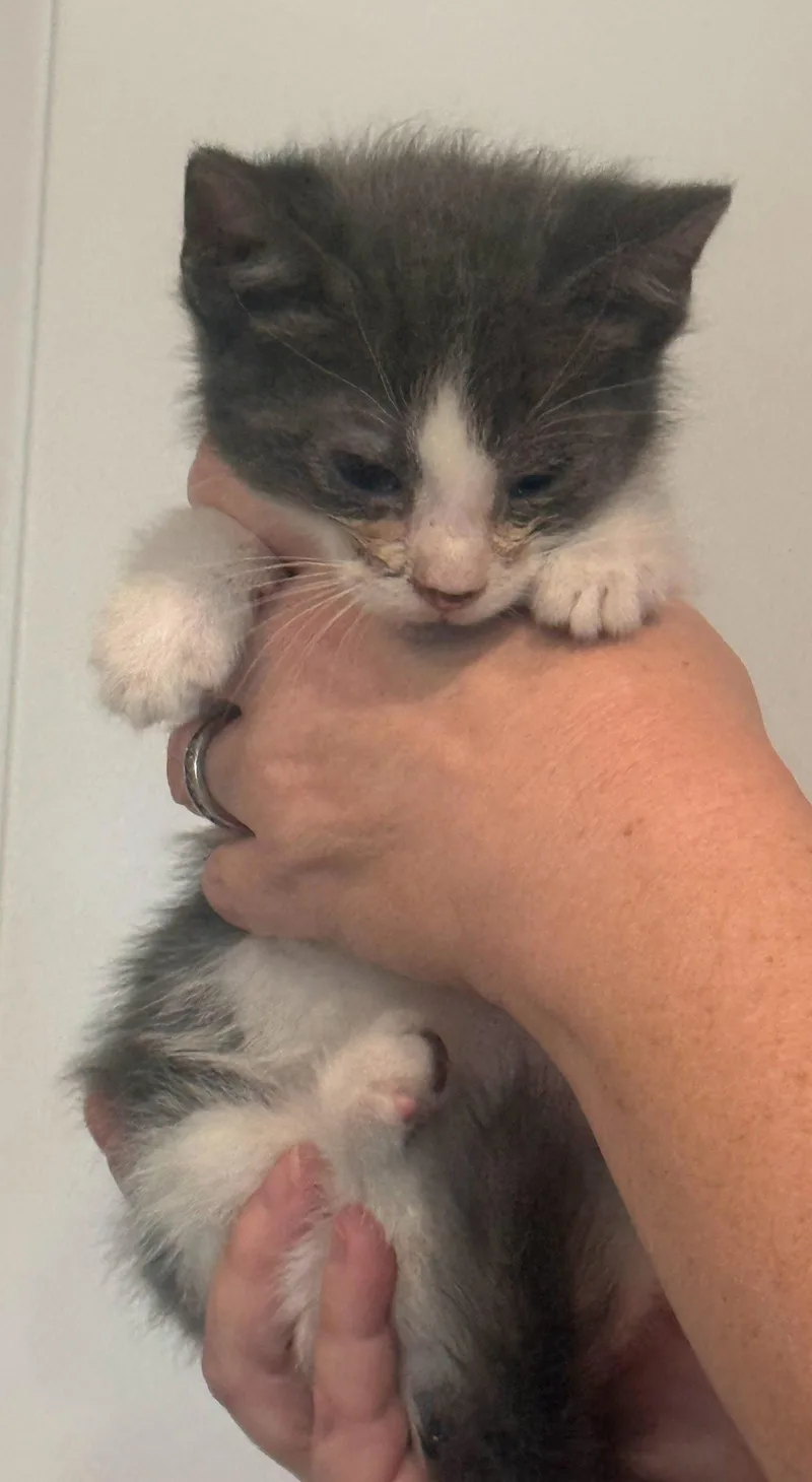 A baby medium-sized male Gray & White Domestic Short Hair cat named Gato for adoption in Forest, VA