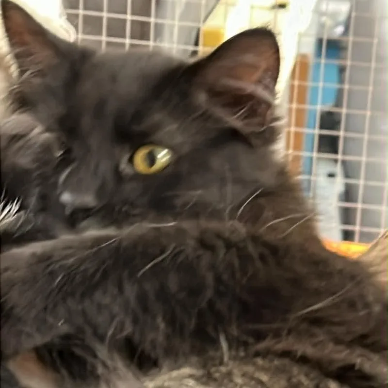 A baby small-sized male Domestic Medium Hair cat named Luscious for adoption in Antioch, CA