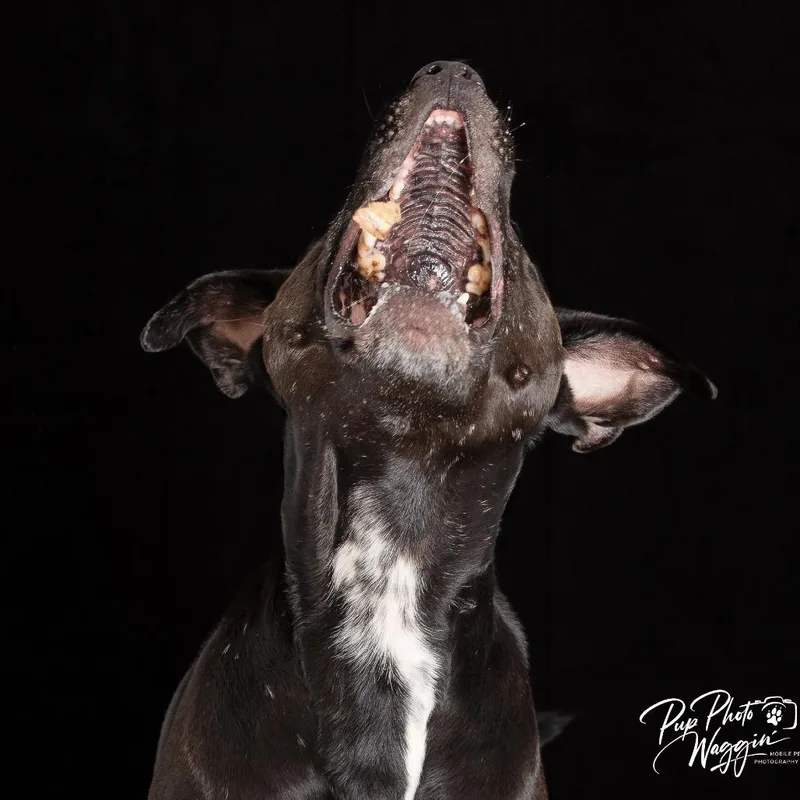 An adult large-sized male Black Labrador Retriever dog named Tobias for adoption in Collinsville , OK