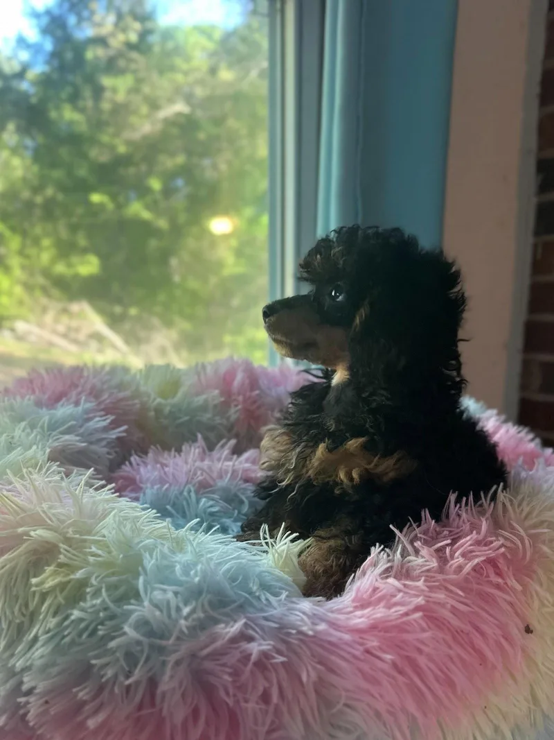 Minerva Feb   thumbnail 2