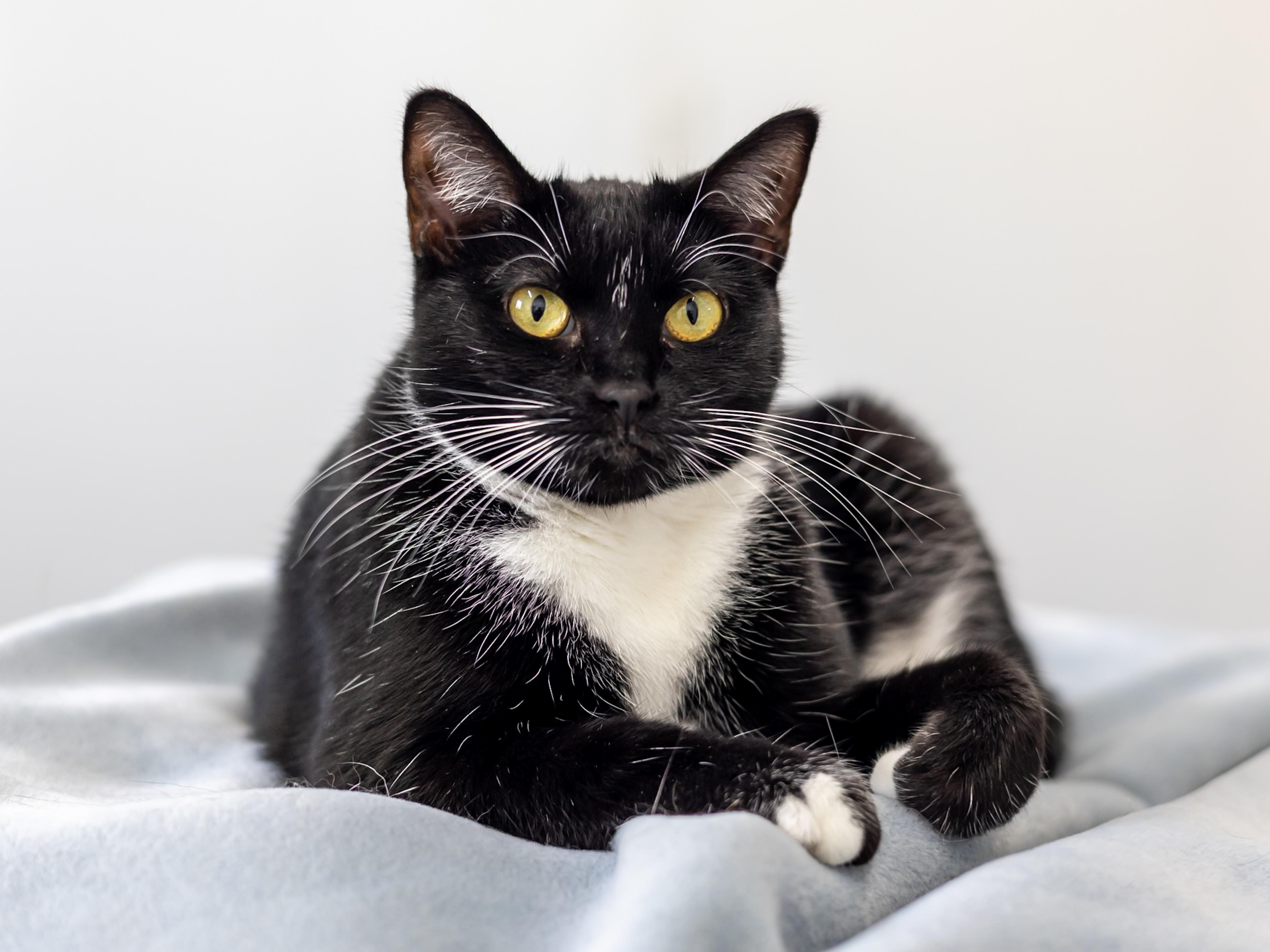 An adult medium-sized female Black & White / Tuxedo Domestic Short Hair cat named Bessie for adoption in Richland Center, WI