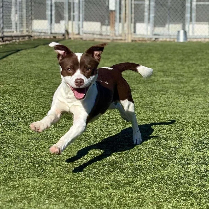 Cheyenne thumbnail 2