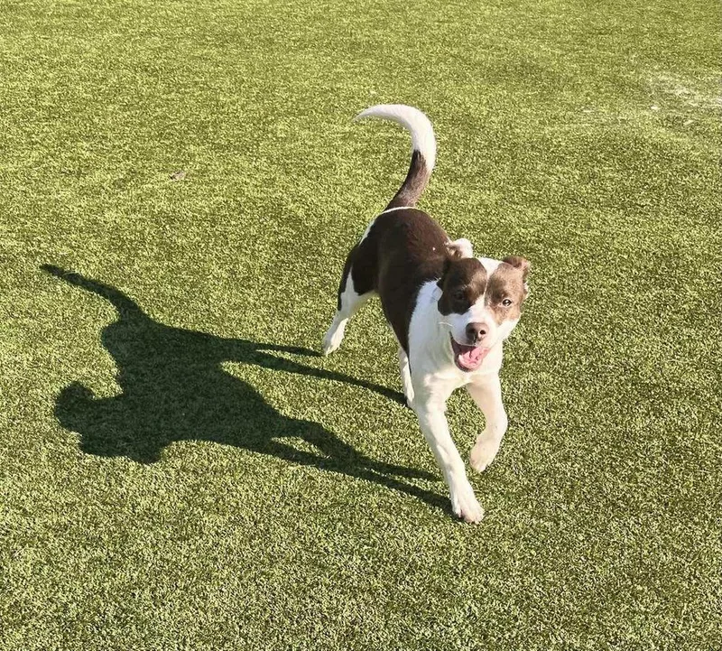 Cheyenne thumbnail 3