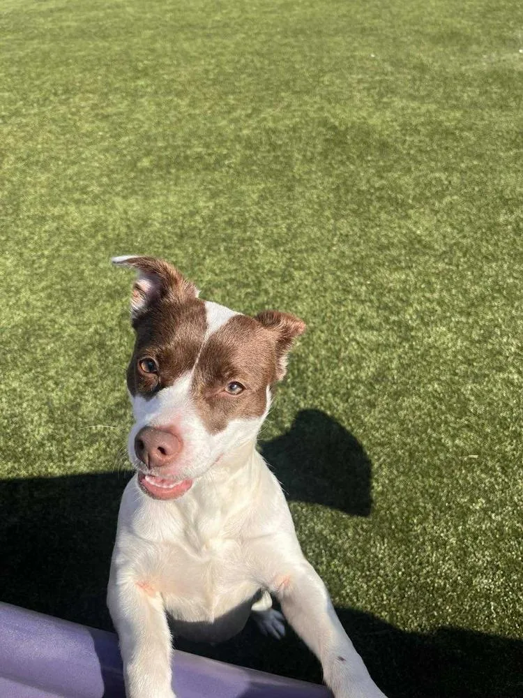 Cheyenne thumbnail 4