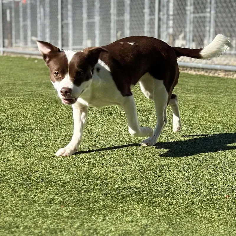 Cheyenne thumbnail 5