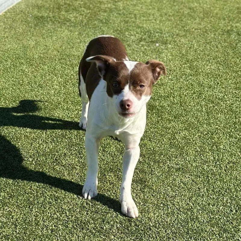 Cheyenne thumbnail 6