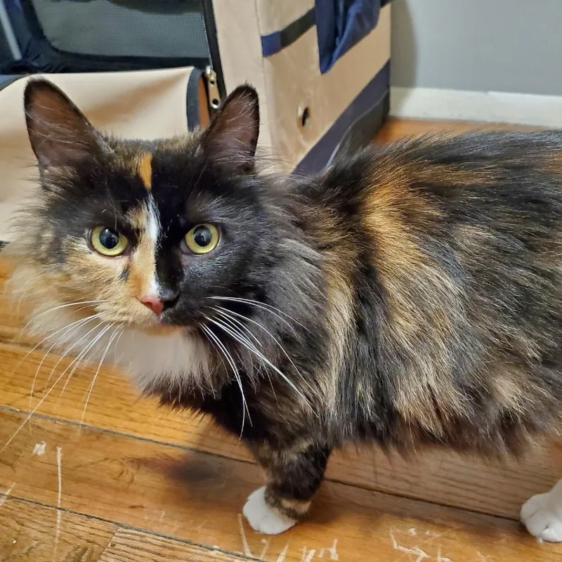 An adult small-sized female Tortoiseshell Domestic Medium Hair cat named Sunny for adoption in Granville, OH