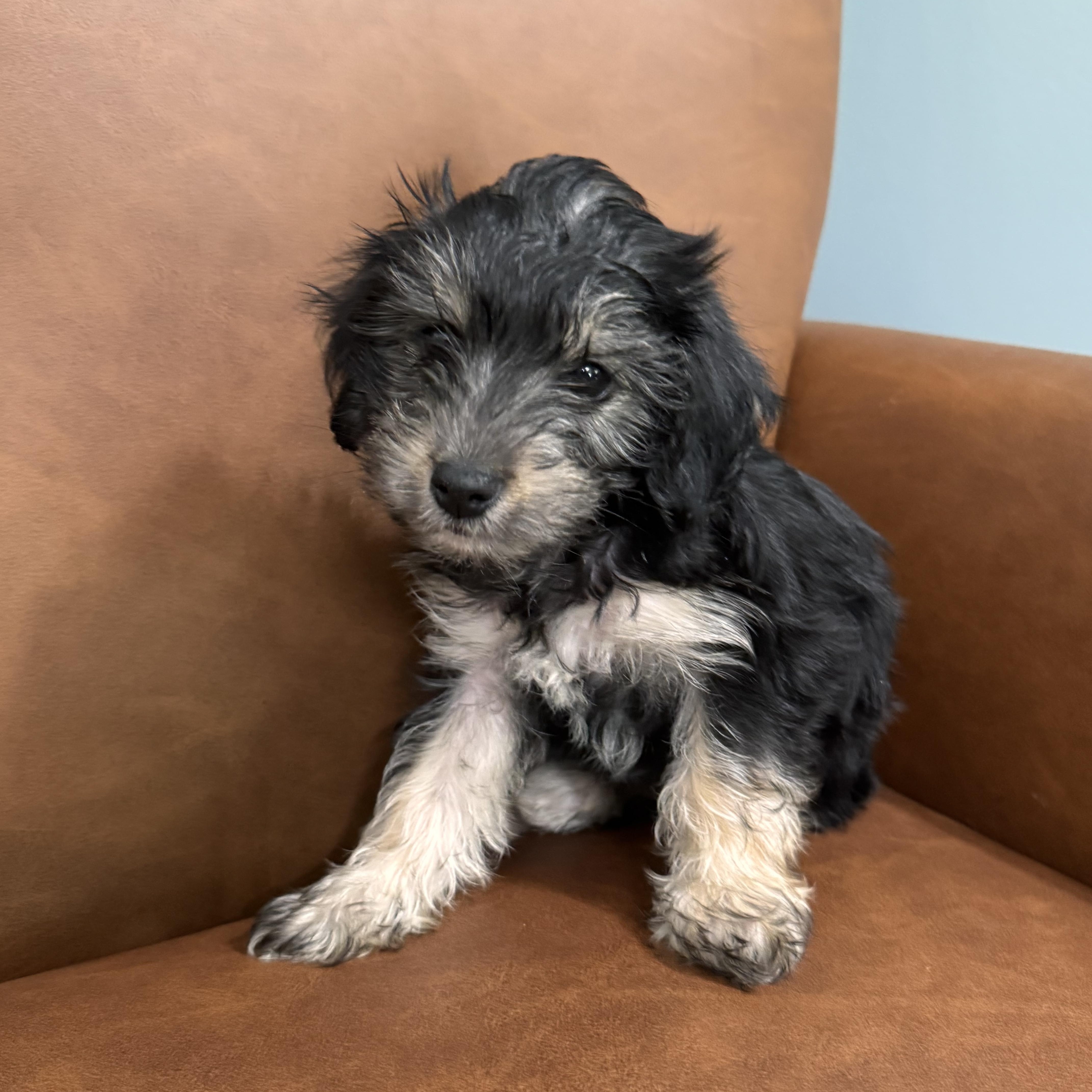 A baby small-sized female Black Yorkshire Terrier dog named Petunia for adoption in Sequatchie, TN