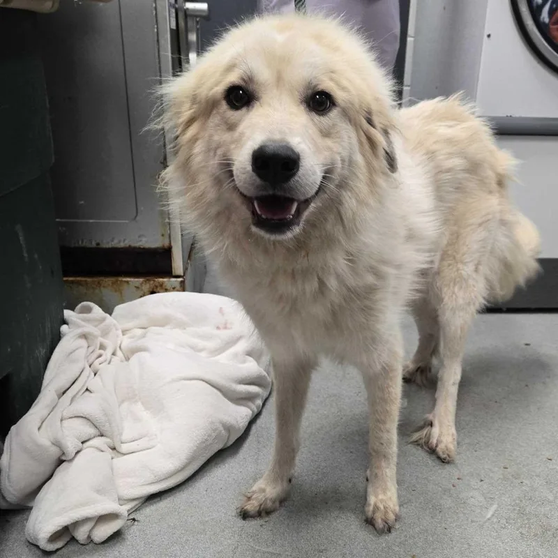 An adult medium-sized female White / Cream Great Pyrenees dog named Sirabi for adoption in Spruce Pine, NC