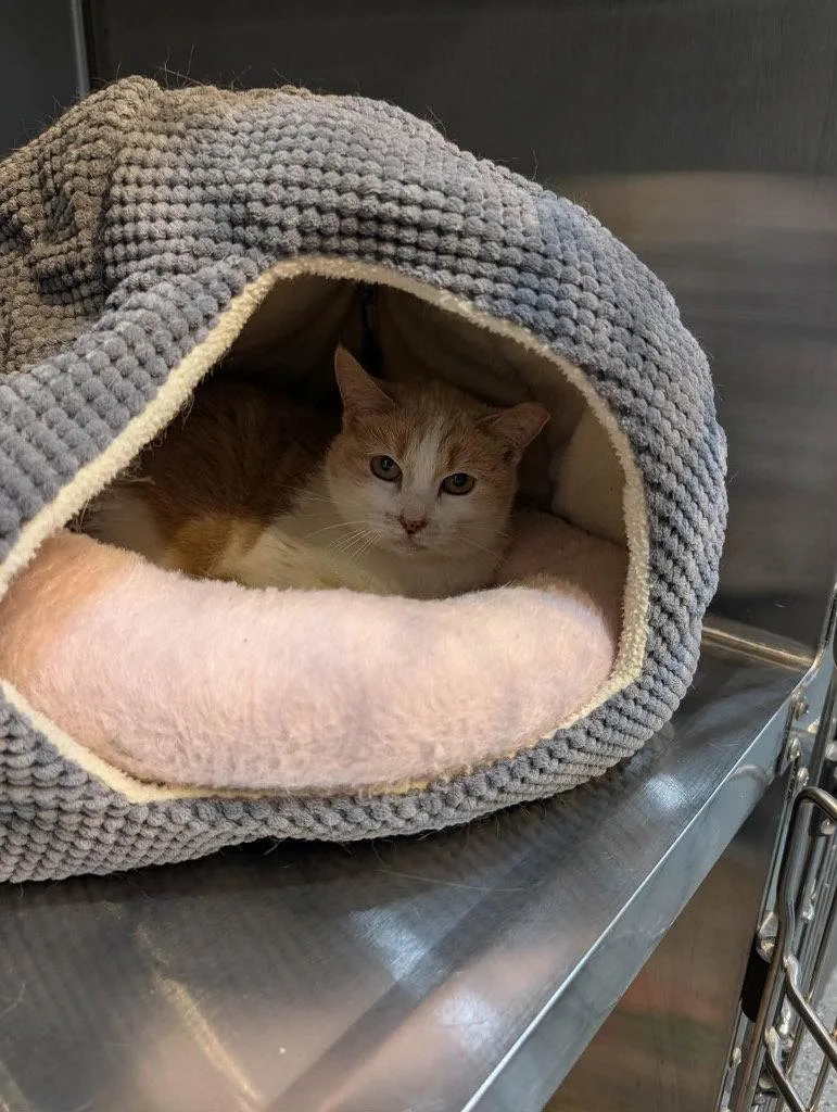 A baby small-sized female Orange & White Domestic Medium Hair cat named Molly for adoption in Saint George, UT