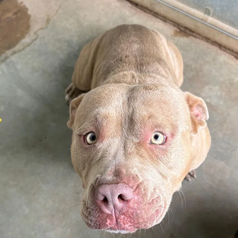 An adult medium-sized female Yellow / Tan / Blond / Fawn American Bulldog dog named Rhea Ruffley for adoption in Sand Springs, OK