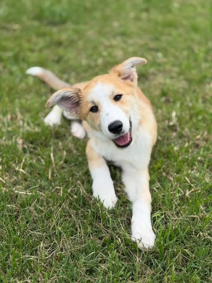 A baby medium-sized female Border Collie dog named Sassafras "sassy" Coming Soon! for adoption in Richardson, TX