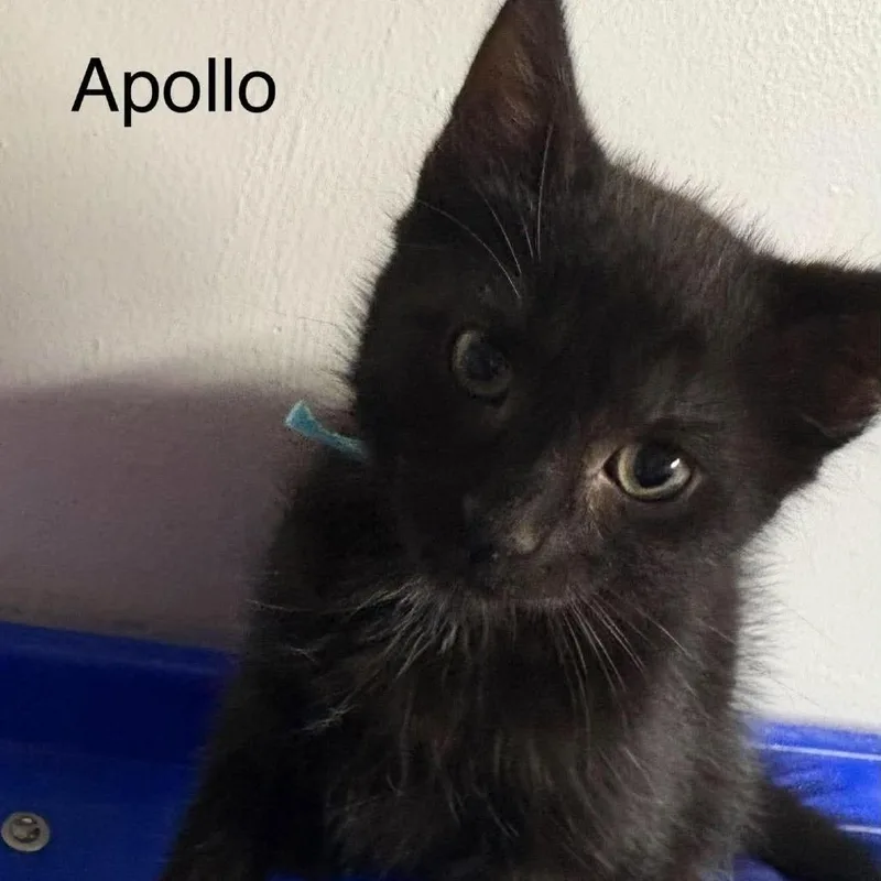 A baby small-sized male Black Domestic Medium Hair cat named Apollo for adoption in FAIRWAY, KS