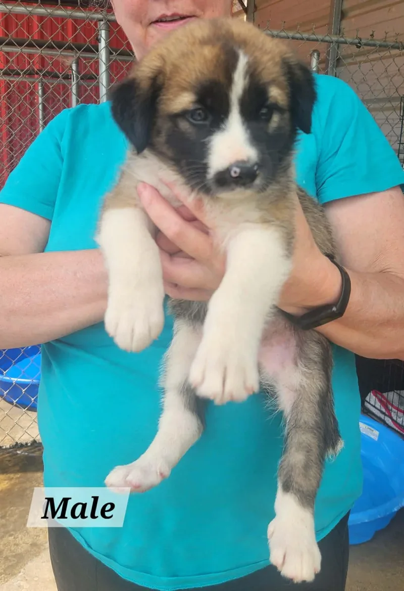 A baby medium-sized male Labrador Retriever dog named Smokey for adoption in Royal Palm Beach, FL