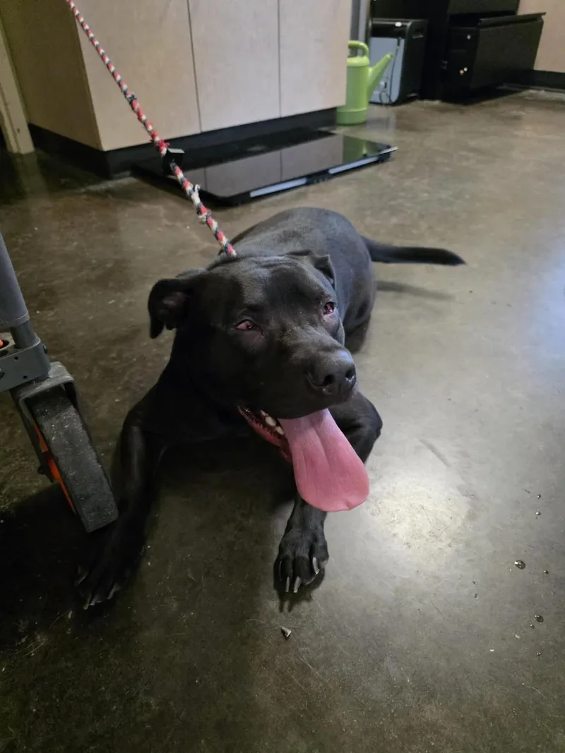 An adult large-sized female Pit Bull Terrier dog named Stevie for adoption in Rockwall, TX