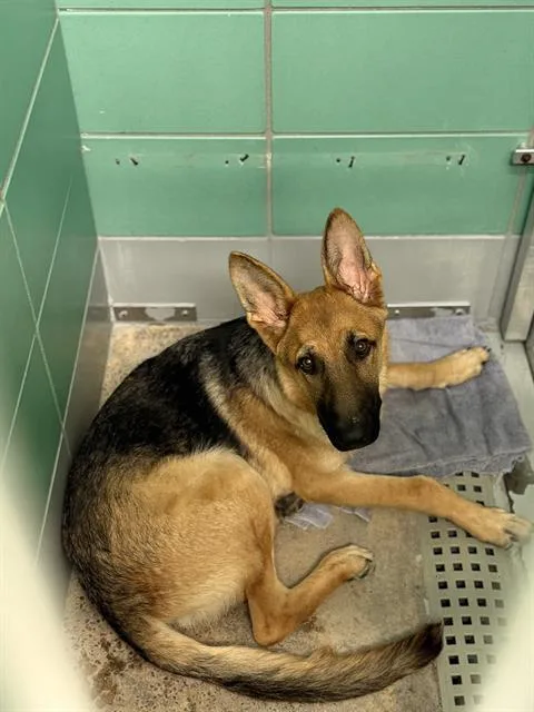A young medium-sized male German Shepherd Dog dog named A for adoption in Houston, TX