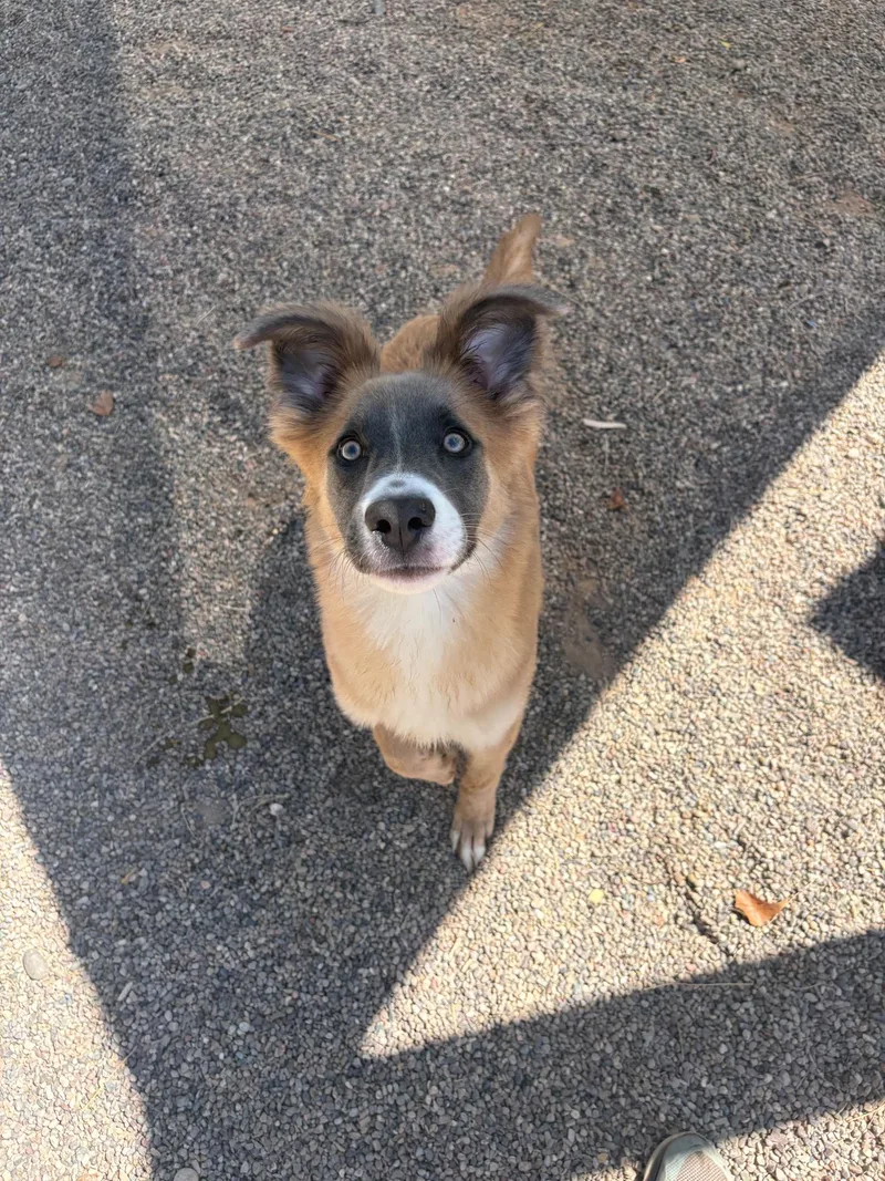 A young medium-sized male Smooth Collie dog named Bear for adoption in Tucson, AZ