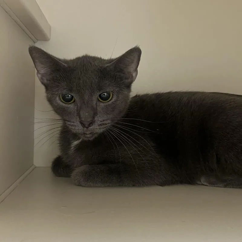 An adult medium-sized female Gray / Blue / Silver Domestic Short Hair cat named Diamond for adoption in Fairport, NY