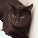 An adult medium-sized male Black Domestic Short Hair cat named Osaka for adoption in Hilliard, OH