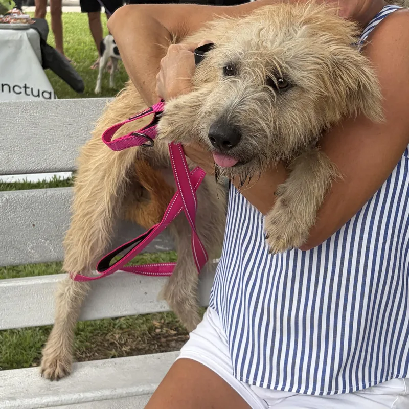 A young medium-sized female Apricot / Beige Wirehaired Terrier dog named Sunny D for adoption in Lorida, FL