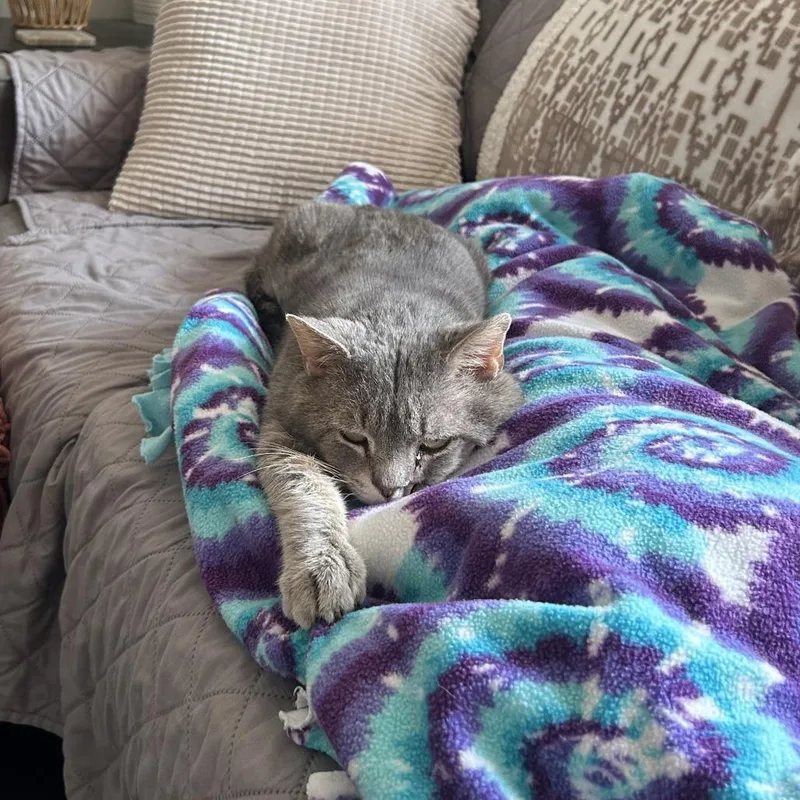 A senior large-sized male Gray / Blue / Silver Domestic Short Hair cat named Harvey for adoption in Indianapolis, IN