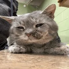 Harvey thumbnail 3