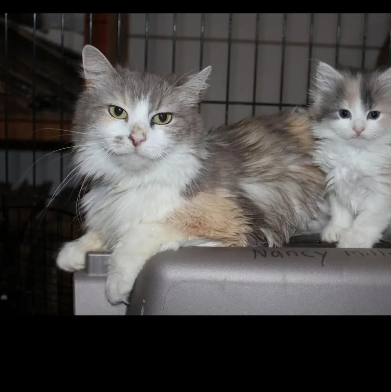 An adult medium-sized female Dilute Calico Domestic Long Hair cat named Sophia for adoption in Fresno, CA
