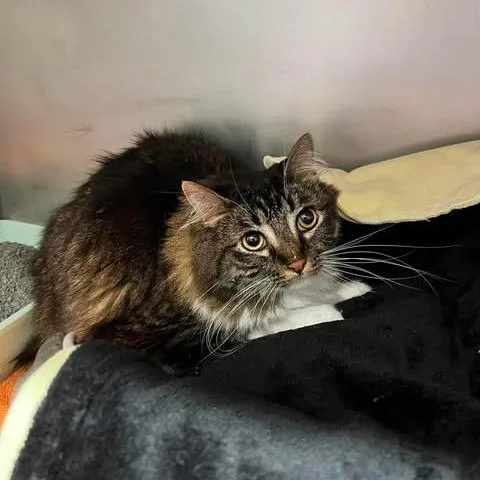 An adult large-sized female Brown / Chocolate Domestic Long Hair cat named Hazel for adoption in Edwardsville, IL