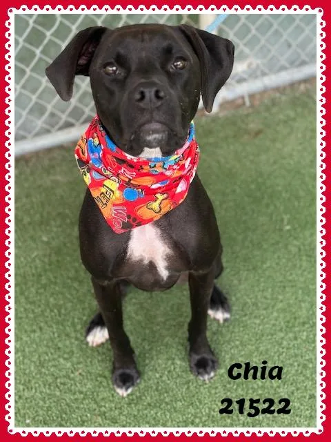 An adult medium-sized female Black Labrador Retriever dog named Chia for adoption in Marietta, GA