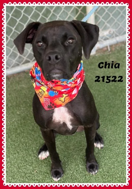 Chia thumbnail 2