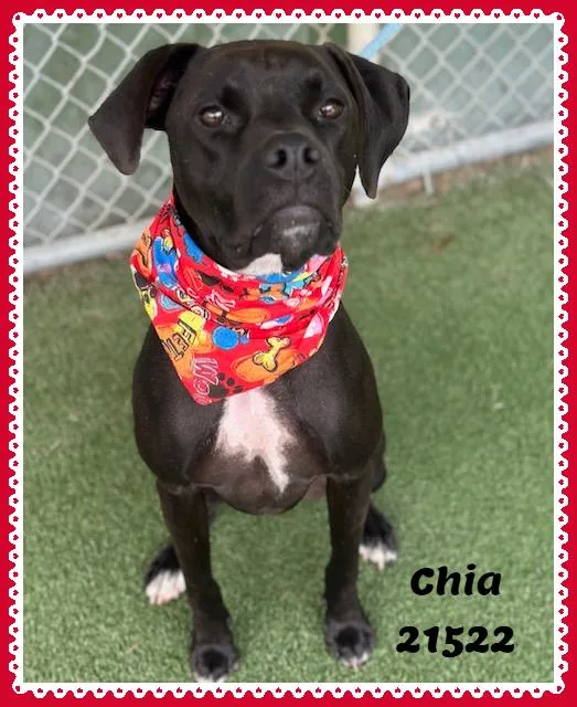 Chia thumbnail 3