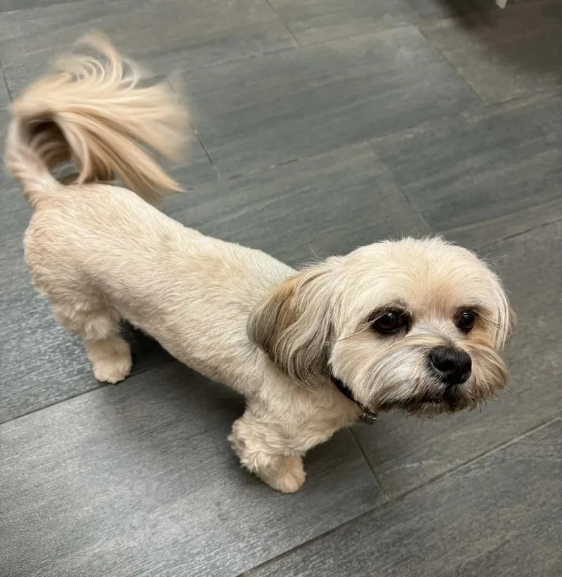 An adult small-sized male Lhasa Apso dog named Winston for adoption in Plymouth, MN