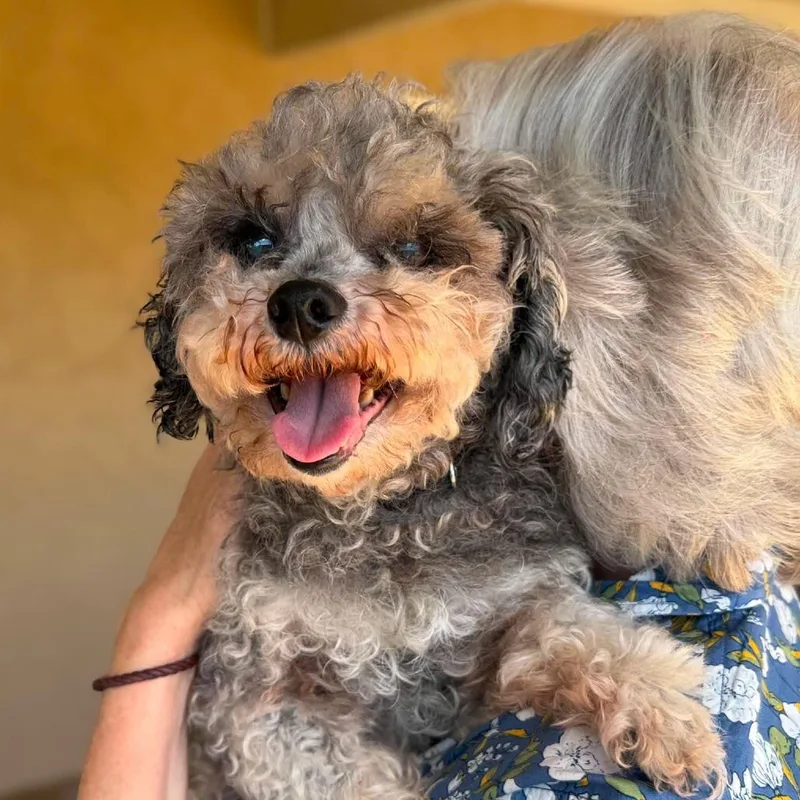 Peppy The Celebrity