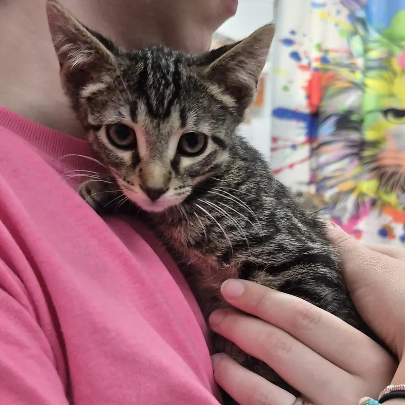 A baby small-sized male Black Domestic Short Hair cat named Dink for adoption in Ardmore, OK