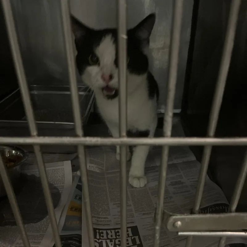 A young large-sized male White Domestic Short Hair cat named Spade for adoption in Clanton, AL