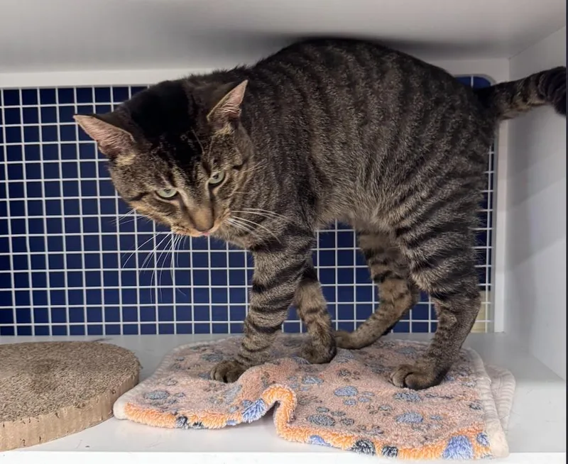 An adult large-sized male Domestic Short Hair cat named Monkey for adoption in Herndon, VA