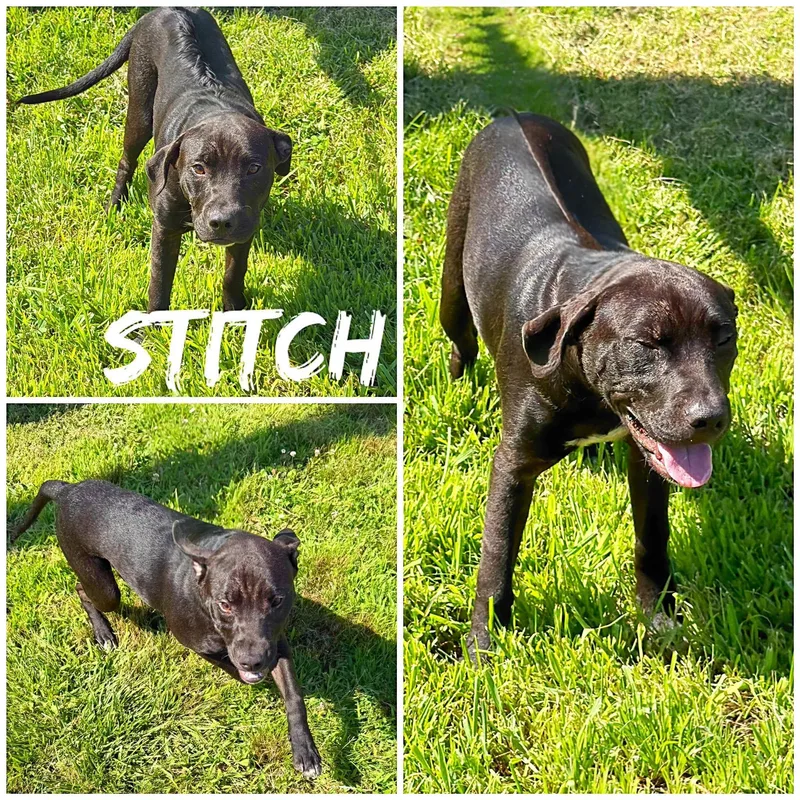 An adult medium-sized male Black Labrador Retriever dog named Stitch for adoption in Saint James, MO