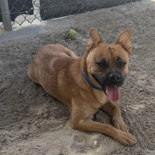 A young small-sized male Terrier dog named Taz for adoption in Riverside, CA