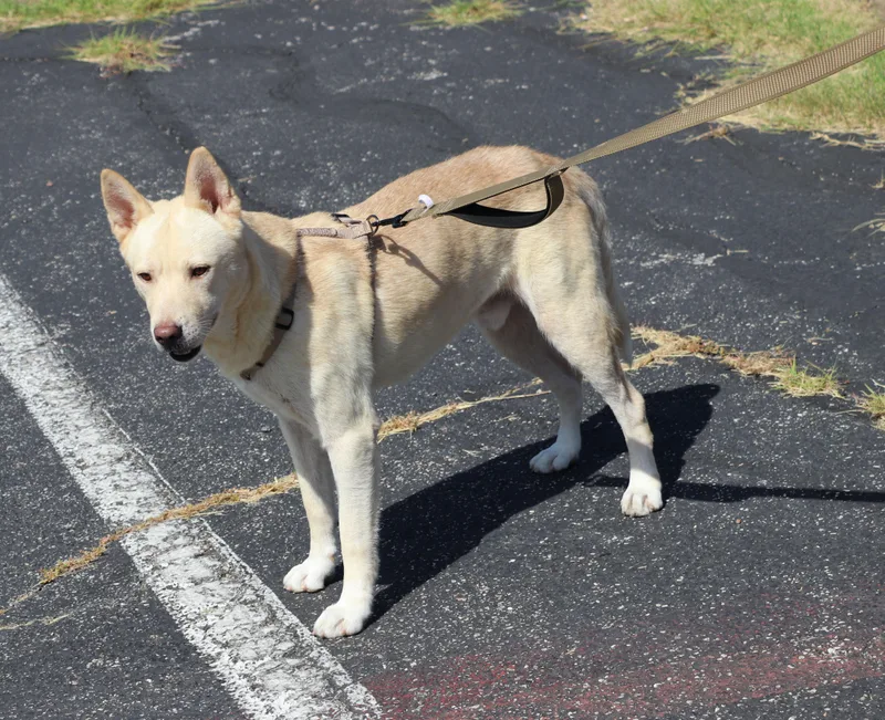 A young large-sized male White / Cream Shepherd dog named Mac Tire for adoption in Pflugerville, TX