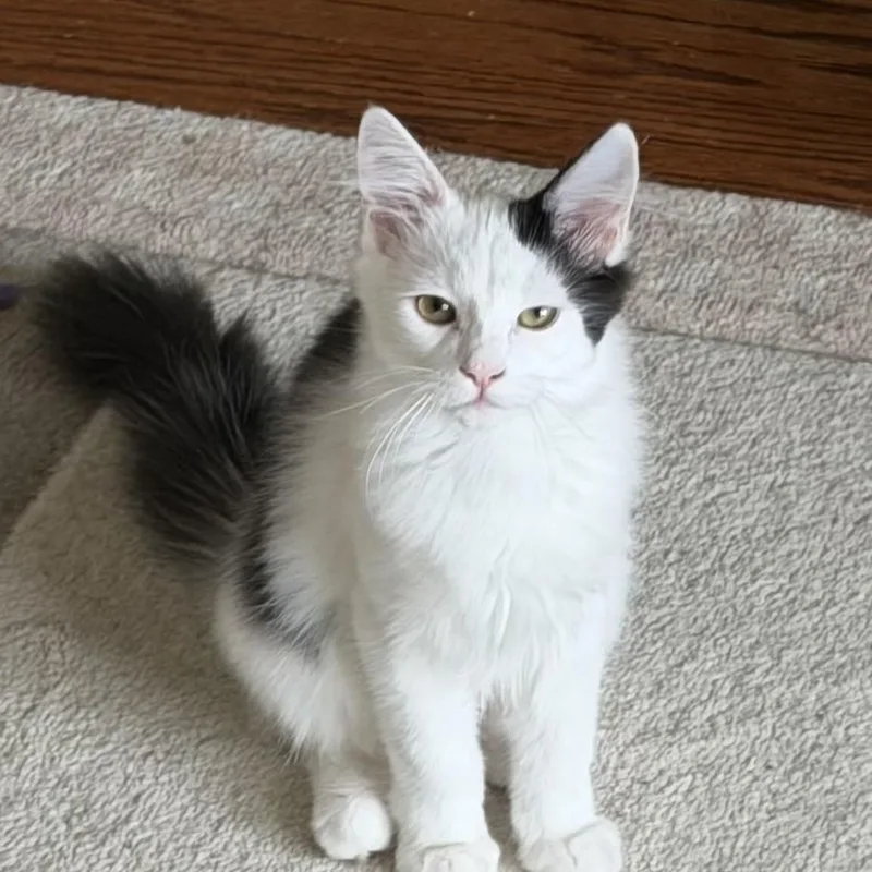 A baby medium-sized female Black & White / Tuxedo Domestic Medium Hair cat named Hopscotch for adoption in Duluth, GA