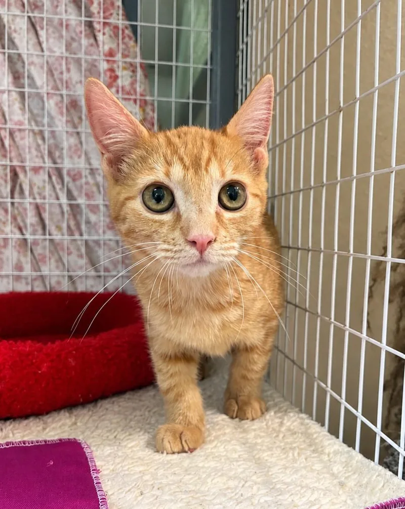 A baby medium-sized male Orange / Red Domestic Short Hair cat named Lasagna for adoption in Lodi, CA