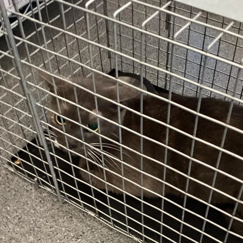 A baby small-sized female Gray / Blue / Silver Domestic Short Hair cat named Mama for adoption in Montgomery, AL