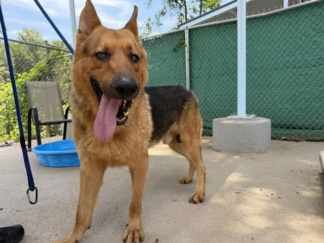 An adult medium-sized male German Shepherd Dog dog named Samson for adoption in Charlotte, NC
